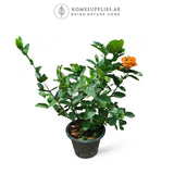 Ixora Large