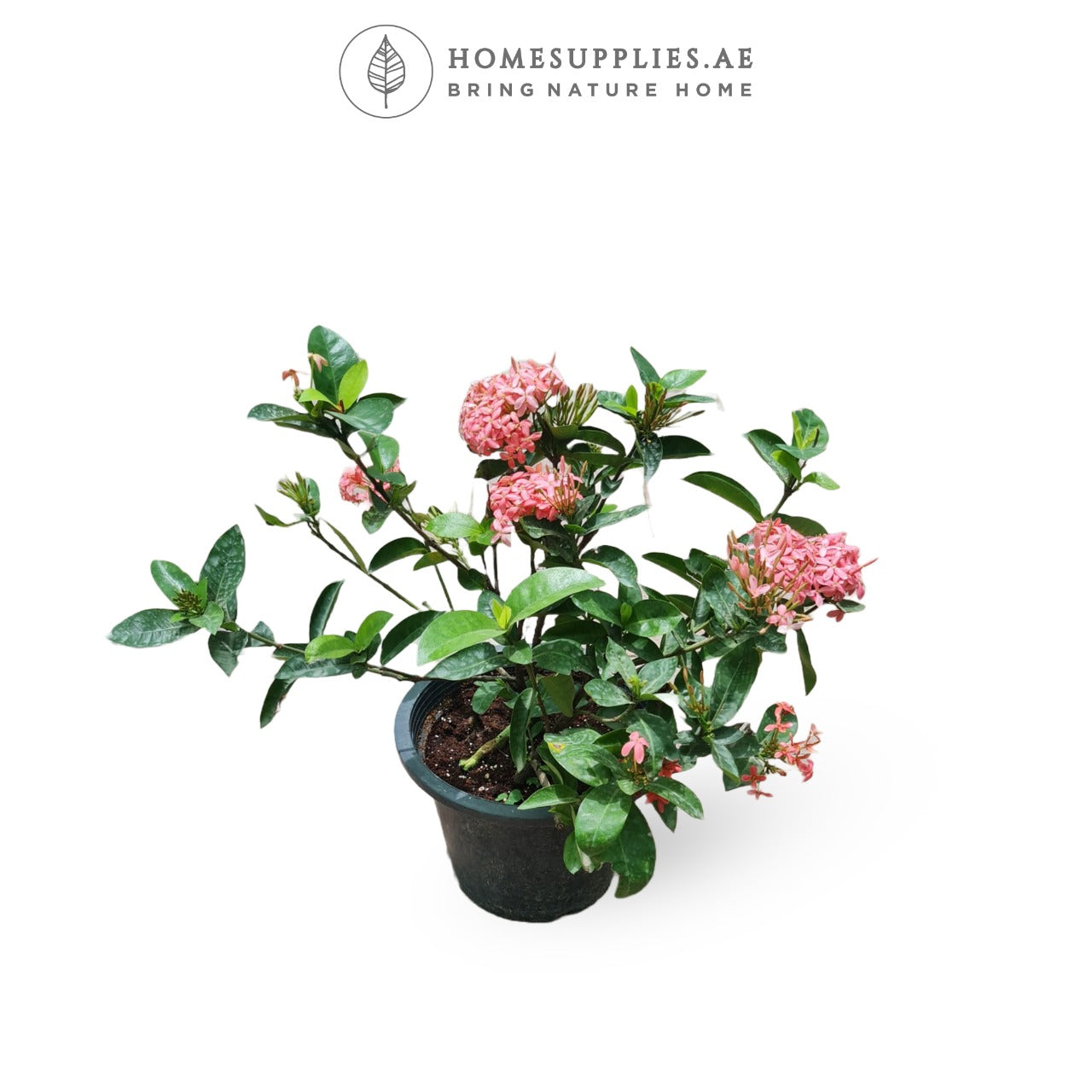 Ixora Large