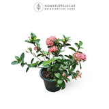 Ixora Large