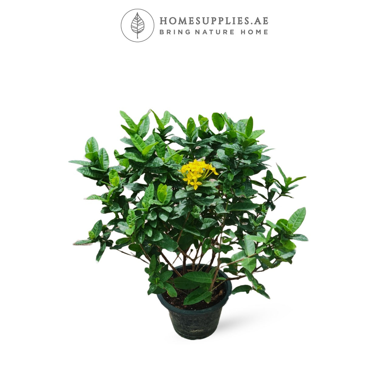 Ixora Large
