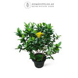 Ixora Large