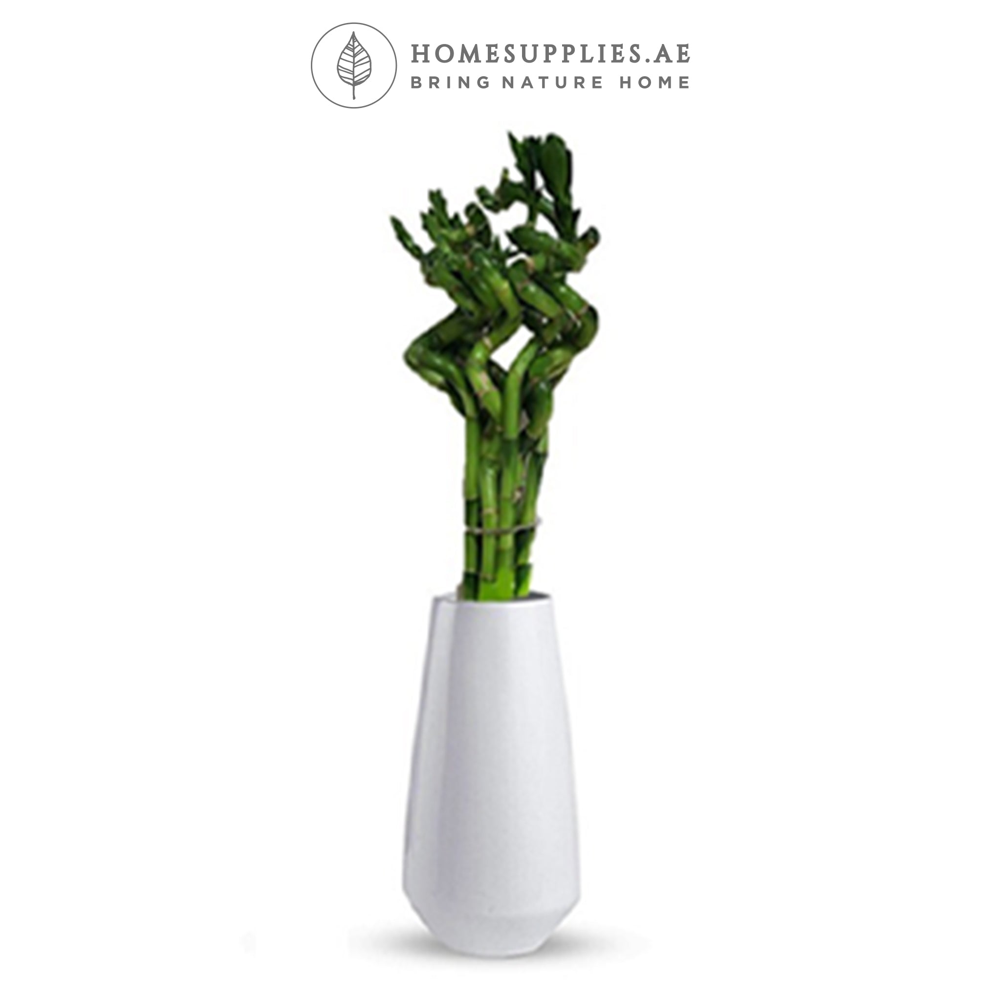 Lucky Bamboo Stick