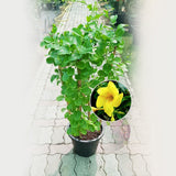Mandevilla Yellow