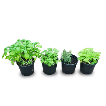 Mixed Herbs