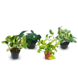 Money Plant Offer