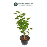 Morus Alba (Shehtoot)