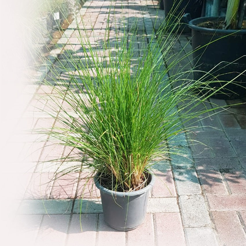 Pennisetum Grass