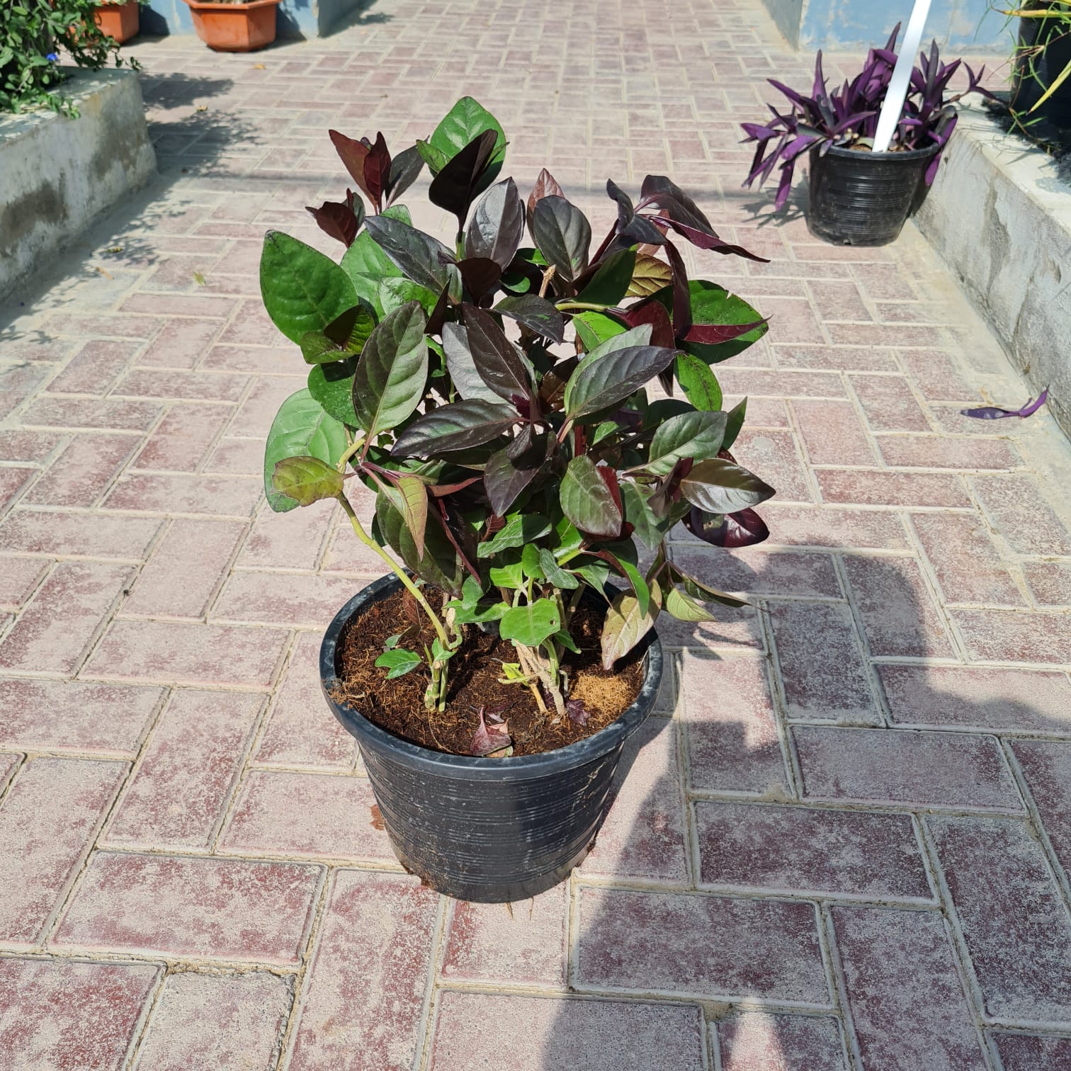 Pseuderanthemum (Shooting Star)