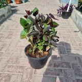 Pseuderanthemum (Shooting Star)