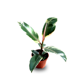 Rubber Plant Tineke