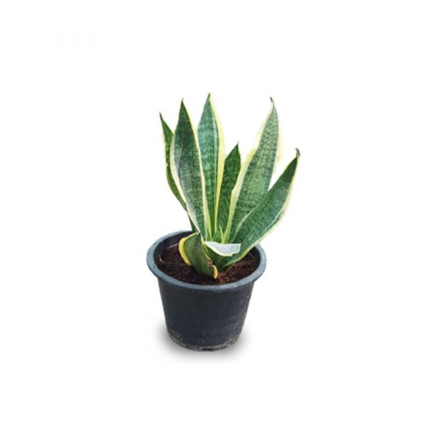 Sansevieria Dwarf