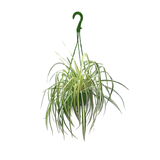 Spider Plant Hanging