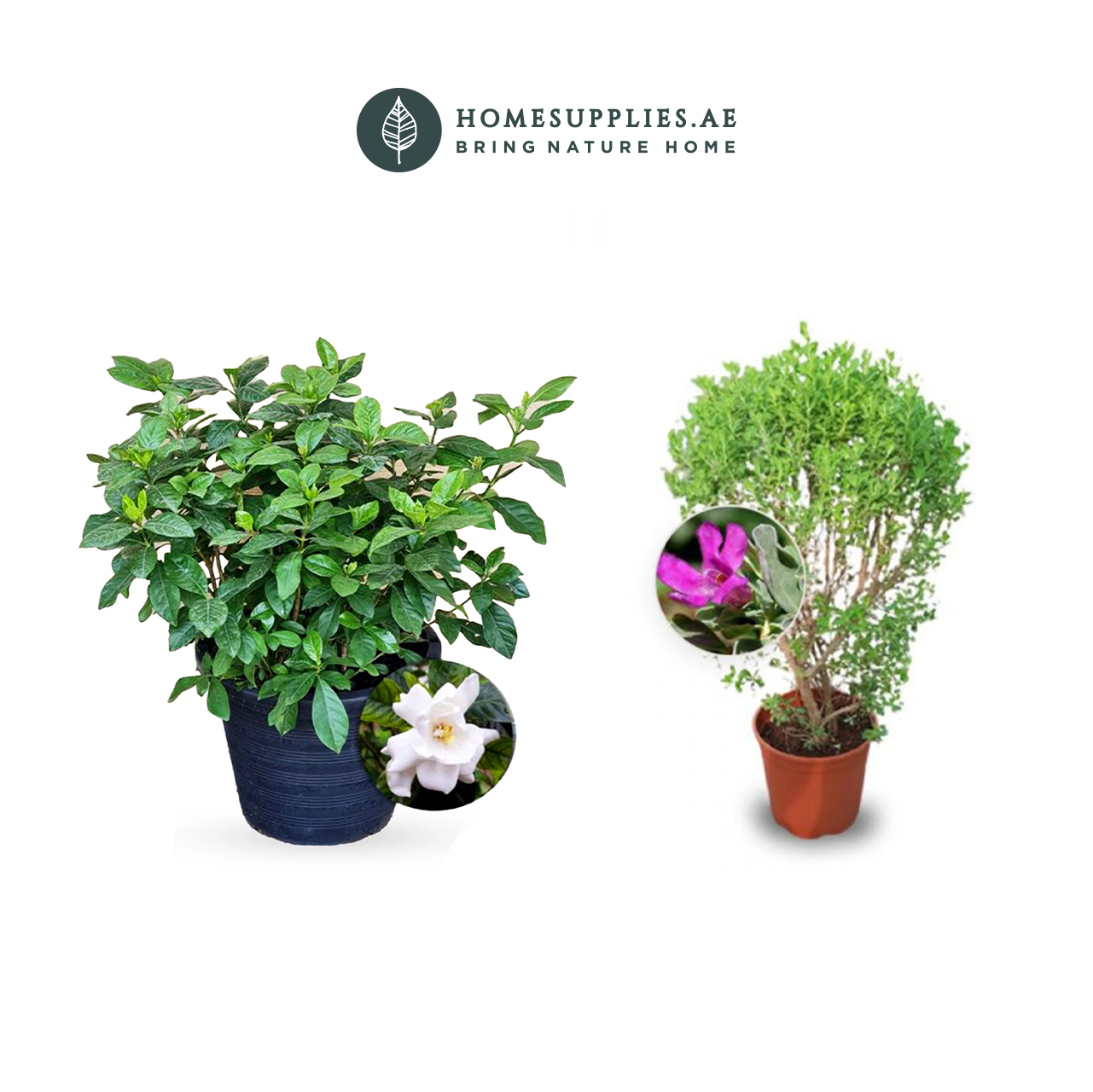 2 Summer Plants