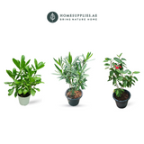 3 Summer Plants
