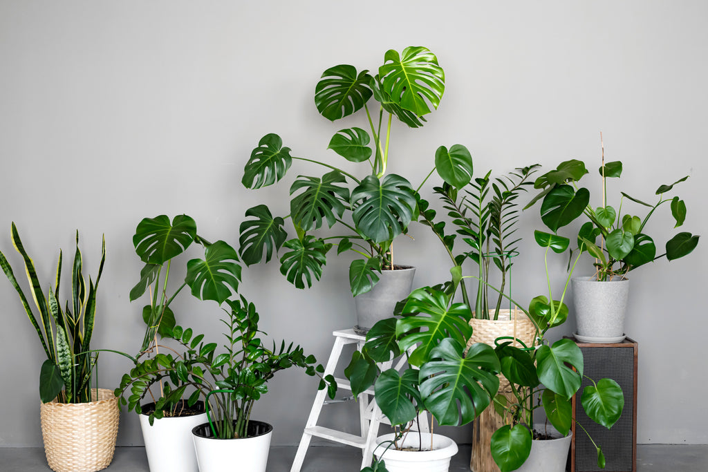 New Year, New Greenery: Best Indoor Plants for Your Dubai Home