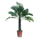 Phoenix Roebelenii palm