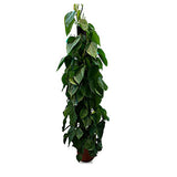 Money Plant Philodendron