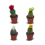 Cactus 4pc Set