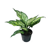 Aglaonema Gold