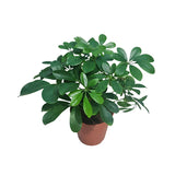 Schefflera