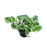 Money Plant NJoy