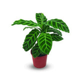 Calathea Zebrina