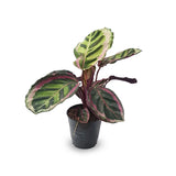 Calathea Rose