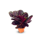 Calathea Purple Star