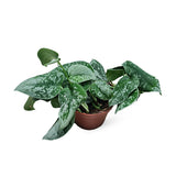 Money Plant Silver Satin