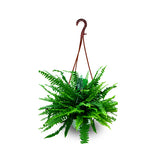 Fern Hanging