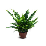 Fern