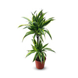 Dracaena Lemon Lime