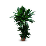 Dracaena Green Jewel