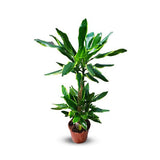 Dracaena Gold Coast