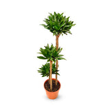 Dracaena Compacta Tree