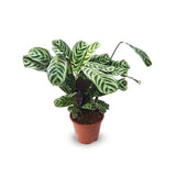 Calathea Zebra / Ctenanthe