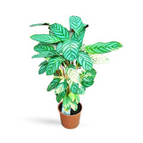 Calathea Ornata (Ctenanthe)