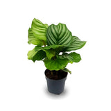 Calathea Orbifolia