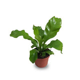 Birds Nest Fern Or Asplenium