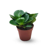 Peperomia