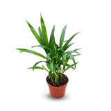 Areca Palm Small