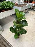 Fiddle Fig