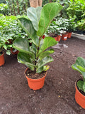 Fiddle Fig
