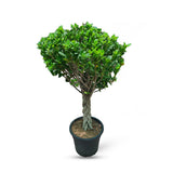 Ficus Twisted Trunk