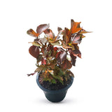 Acalypha Copper