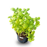 Basil