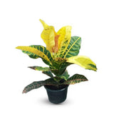 Croton Outdoor