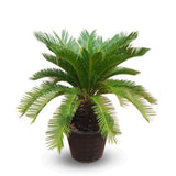 Cycas Revoluta