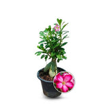 Desert Rose Bonsai