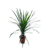 Dracaena Draco